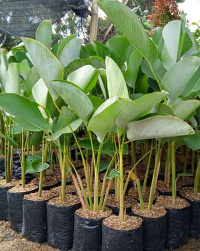BUNGA PISANG KALATEA